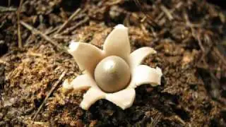 Geastrum saccatum earthstar puffball