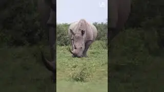Which Animals Could Kill a Tiger