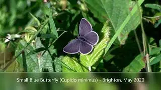 Small Blue Butterfly (Cupido minimus) - Brighton, May 2020