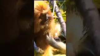 Is a primate a monkey?