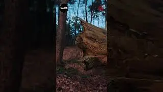 Macro Lens Forest Walk &mdash; DJI Action 6 Short