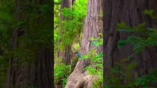 Pfeiffer Big Sur State Park in an amazing camping location on the Coast of California!