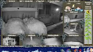 Chicken Coop Livestream! ~ Welcome to the Garden! ~ Under Construction, New to YT Streaming!