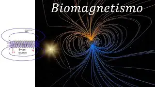 Biomagnetismo - 1.1 Influencia de los campos magn&eacute;ticos en los procesos metab&oacute;licos (Parte 1)