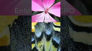 C&oacute;mo usar el enfoque MANUAL de tu celular 📱🤌 #flowers #landscape #butterfly