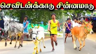 செவிடன்காடு சின்னமாடு கைபுறா 02-02-2026