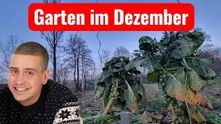 Wenn der Garten schläft – Ein Dezemberrundgang