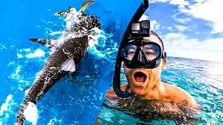 TIGER SHARK VS TURTLE | Nature Is AMAZING - Ep 282