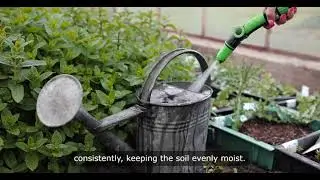 5 steps for The Beginner&rsquo;s Guide to Starting a New Vegetable Garden