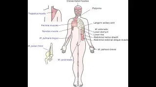 Muscles that form the Panniculus carnosus; Palmaris brevis, Platysma, Pyramidalis and Dartos muscle