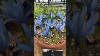 Three beautiful and unusual plants for Alpine Garden #alpineflora#garden