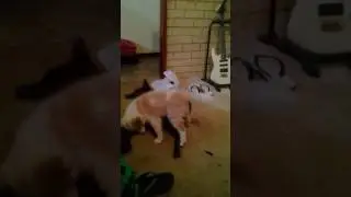 Red Cloud Kelpie- 12 months old plays with Border Collie Puppy