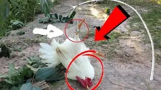 Wow! A Man Make A Homemade Bird Trap - How To Make A Bird Trap 100% easily - Homemade Bird Trap