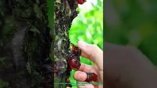 Harvesting Peach Gum: How to Collect Tree Resin