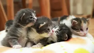 funny cats compilation 2017 | funniest animals fails ever, try not to laugh #24
