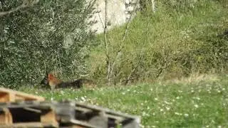 Il lupo - Parco Nazionale della Majella