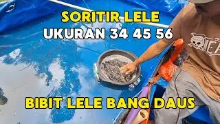 Bibit Lele Bang Daus #bibitlele
