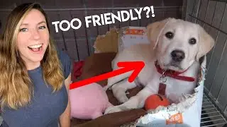These are REAL LIFE SUPERHEROES! | That Good News Girl
