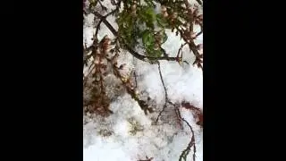BJ&Ouml;RBO