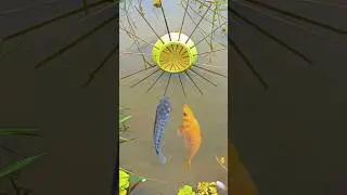 ✅Genius Gourd Fish Trap! Simple Yet Powerful Survival Hack 🐠 #survival #bushcraft #camping #outdoors