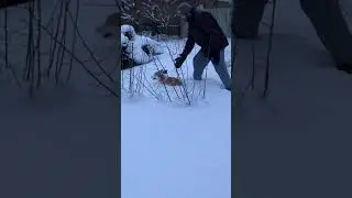 Corgi gets stuck in snow but is determined to continue
