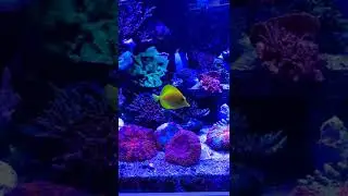 a beautiful aquarium full of fishes #aquarium #aquariumfish #beautifulaquarium #cutefishes  #pure
