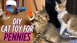 Make This DIY Cat Toy for Under $2 | Fun, Easy & Budget-Friendly!