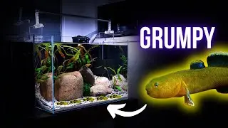 The GRUMPY CHRONICLES of BABY DESERT GOBIES | EP2 DESERT GOBY AQUARIUM