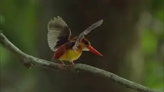 RUFOUS BACKED PYGMY KINGFISHER