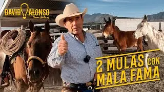 Dos Mulas con Mala Fama