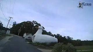 The Big Duck
