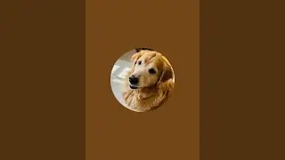 Spark the golden Reteriver is live