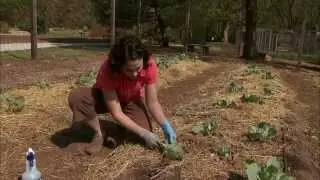 Using Microbial Insecticides