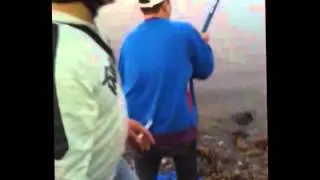MANCING MANIA (krapu group)