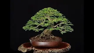 Driftwood Style &ndash; Sharimiki or Sharikan, or Sabamiki Weaving of life and death