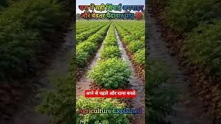 चना में सही सिंचाई अपनाइए | और बेहतर पैदावार पाए 🌾 | Shorts#viral #viralvideo #youtubeshorts #kisan
