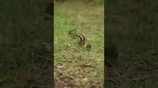 Squirrel searching food in ground. #shorts