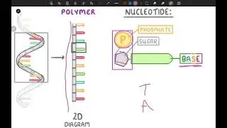 L1: Introduction to Cytogenetics طب ش. بهشتي المرحلة الثانية الكورس الاول