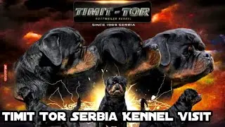 World Most Popular Timit Tor Rottweiler Kennel Serbia Visit | Professional Rottweiler Breeder
