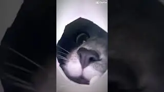 edit of cat #nightcore #edit #funny #fyp #fypシ゚viral #flop