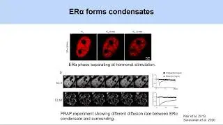 RNA provides specificity to condensate and transcription factor binding by Rajat Mann