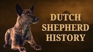 Dutch Shepherd History: The 