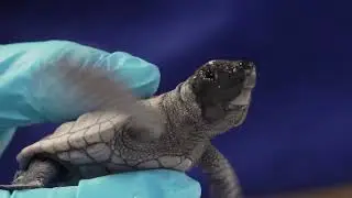Sea Turtle Hatchling Release