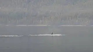 Orcas passing close to our base camp