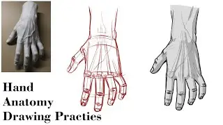 Hand Anatomy Drawing, Basic Method Hand Anatomy Drawing practice 