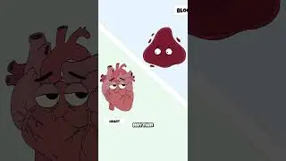 What Happens to Your Heart When You Don&rsquo;t Get Enough Potassium? 🫀⚡