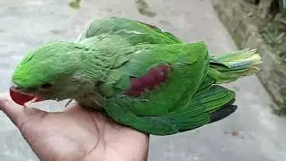 मिठु हाथ में कैसे बैठा है 😍🦜❤ || Love You Leo || #loveyouleo #parrot #talkingparot #babyparrot 2026