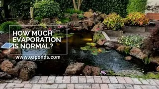 Pond evaporation| How much is normal?