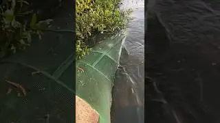 Can Fish Escape From This Trap? #fishing #viral #fish #fyp #rural