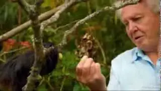 Eden HD UK New Advert November 2013 hd1080